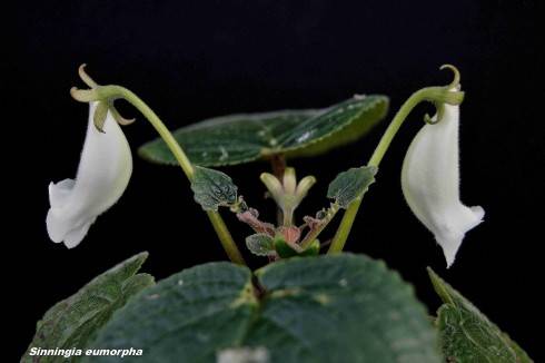 Sinningia eumorpha.jpg