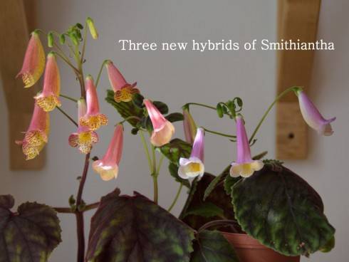 smithianthy.jpg