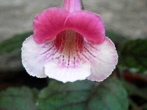 SRG's Dream Pink.jpg