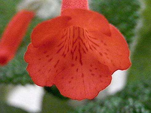 Sinningia bullata.jpg