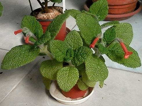 Sinningia bullata.jpg