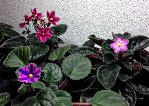 Mauna Loa, 8E Aristotle’s Lantern, Travis' Breezy Brea.jpg