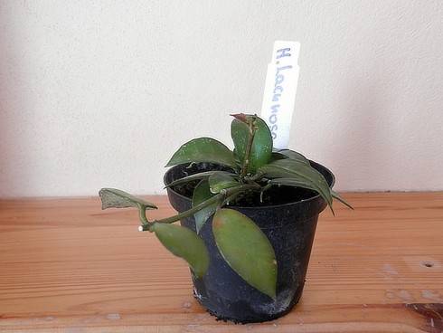 Hoya lacunosa.jpg