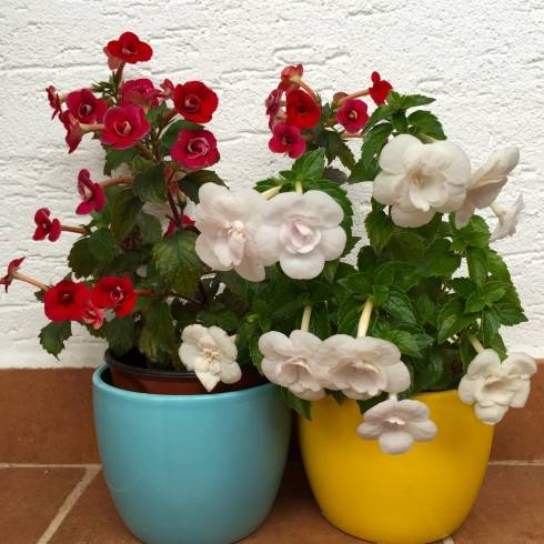Petite Fadette, Double Picotee Rose.jpg