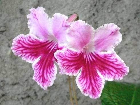JL-Cherry Praline.jpg
