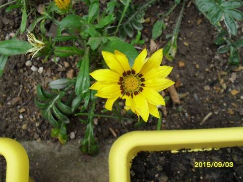 SDC10417.JPG