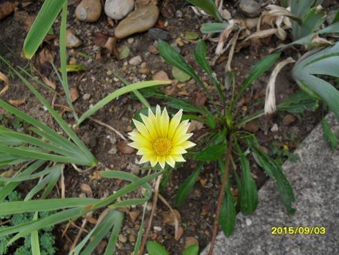 SDC10420.JPG