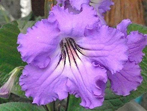 JL-Curly Amethyst.jpg