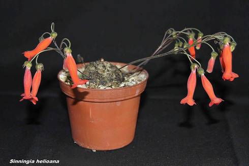 Sinningia helioana.jpg