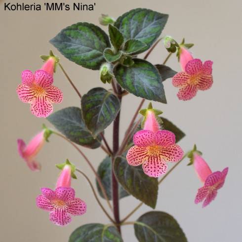 MM's Nina.jpg