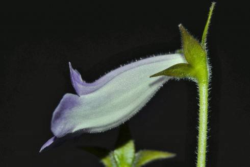 Sinningia speciosa Espirito Santo.jpg