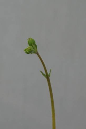 Sinningia tubiflora.jpg