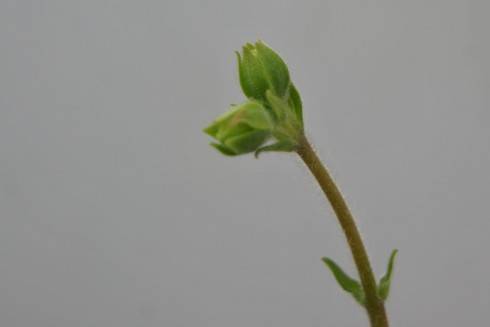 Sinningia tubiflora.jpg
