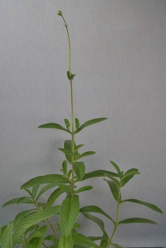 Sinningia tubiflora.jpg