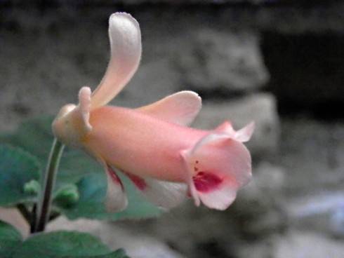 Peachy Propeller.jpg