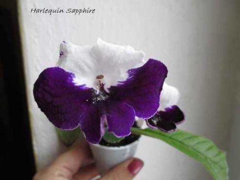 Harlequin Sapphire.jpg