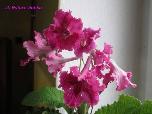 JL-Raluca Saliba.jpg
