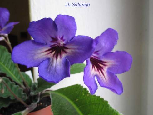 JL-Salango.jpg