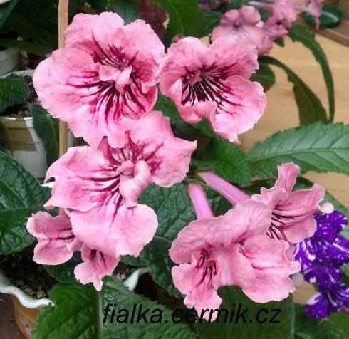 DS-Frantsuzskii Potselui.jpg