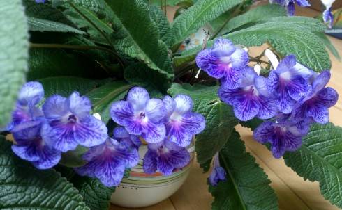 JL-Blossom for You.jpg