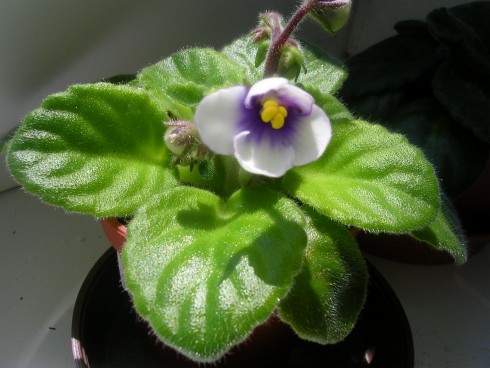 DSCN5770.JPG