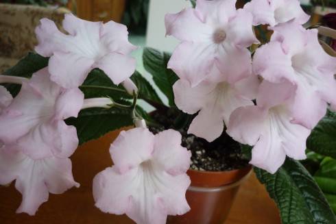 Savana Pink Satin.jpg