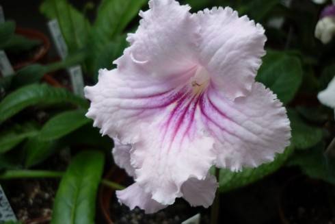 DS-Nezhnost'.jpg
