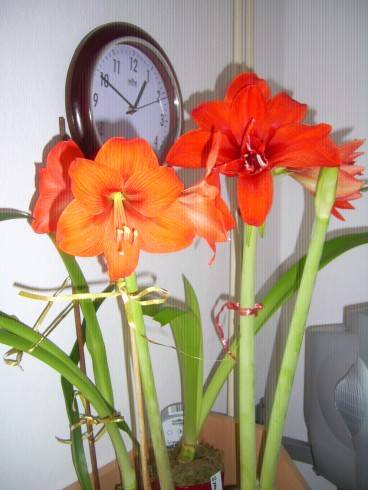 PIC_0775.JPG