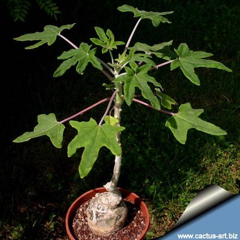 Uncarina decaryi.jpg