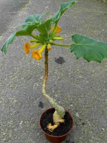 Uncarina roeoesliana.jpg
