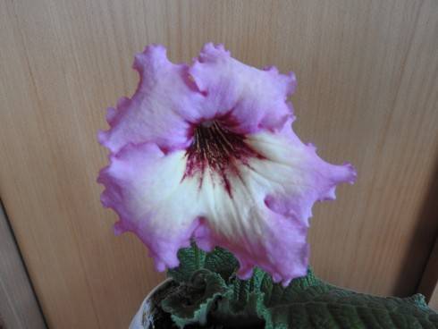 DS-641.jpg