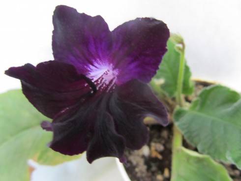 Bristol's Blackbird.jpg
