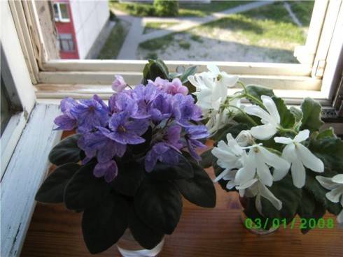 Little Grow Guest.jpg