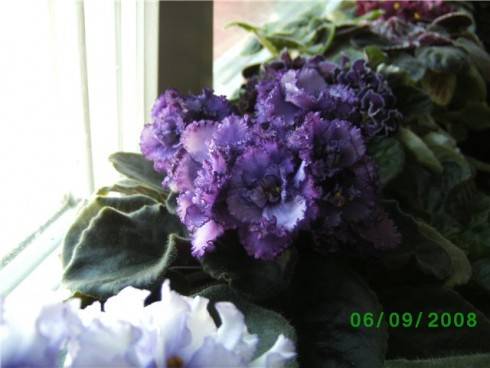 gallery_163_102_34443.jpg
