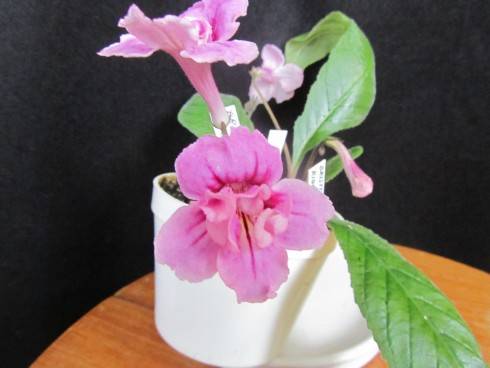Bristol's Ribbon Candy.jpg
