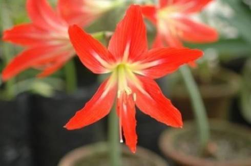 Hippeastrum gracilis.jpg