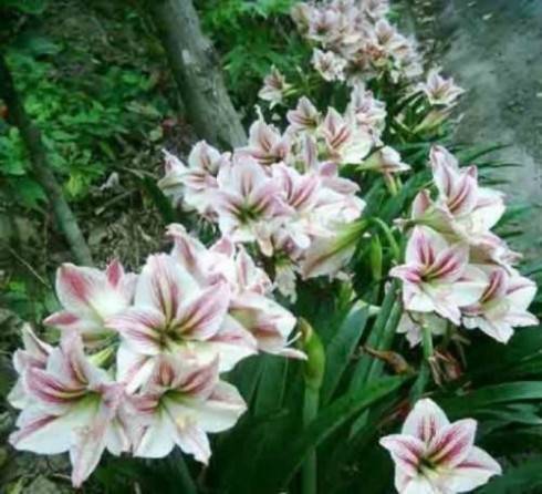 Hippeastrum vittatum.jpg
