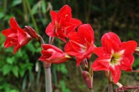 Hippeastrum McCann's Double.jpg