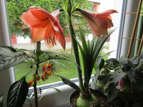 IMG_0461.JPG