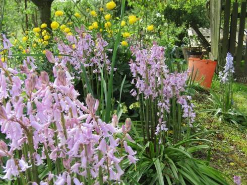 IMG_0533 Španělské hyacinty.JPG