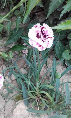 20170604_145836.jpg