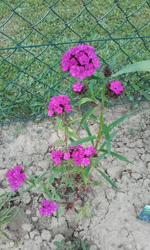 20170604_145559.jpg