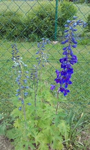 20170604_145408.jpg