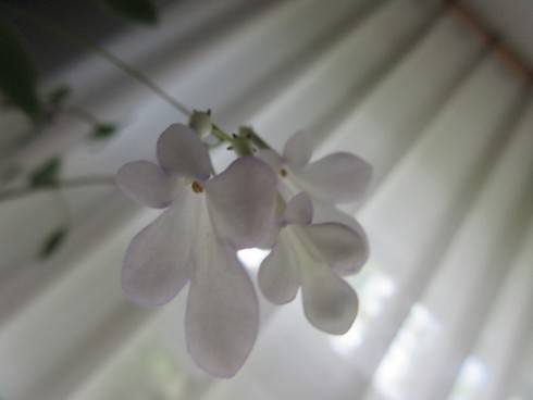 Streptocarpus saxorum.jpg