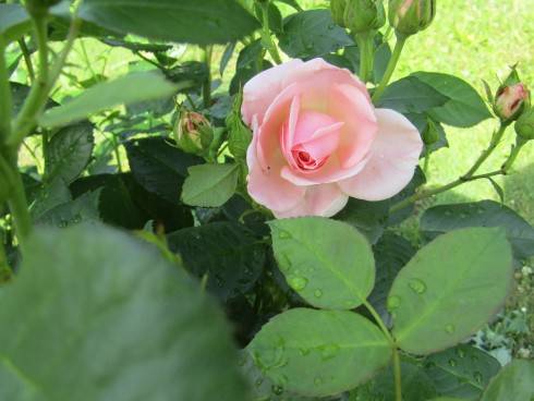IMG_0704.JPG
