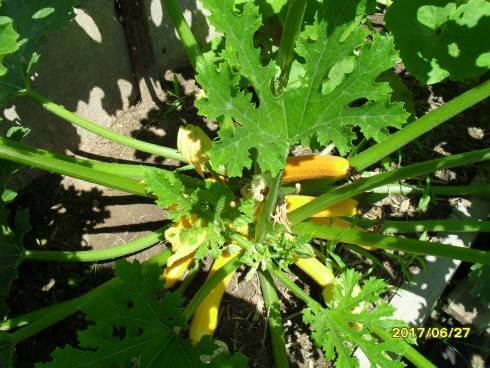 SDC10684.JPG
