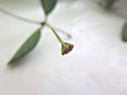 Hoya tsangii.jpg