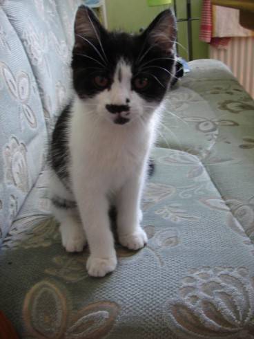 Felix 5.6.2015.jpg