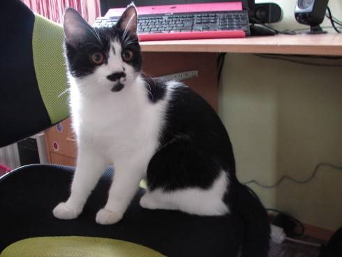 Felix 26.8.2015.jpg
