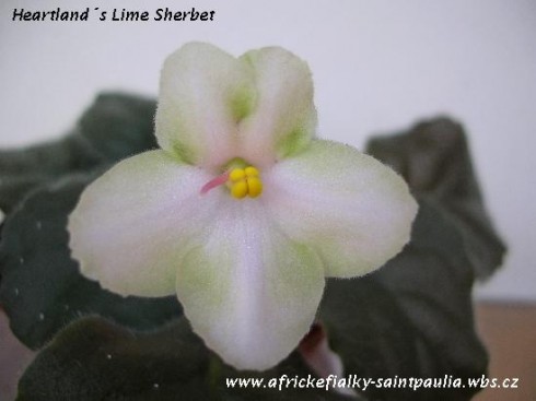 Heartland's Lime Sherbet.jpg